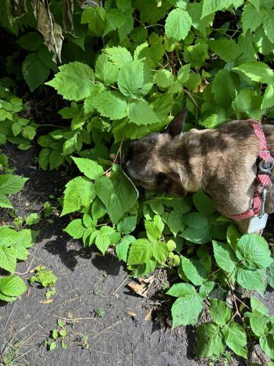 Photo by Jeff McFarlane
                                Columnist Jeff McFarlane’s dog Leia loves to eat raspberries directly from the bushes. But moderation is best when it comes to pets eating fresh fruit.
