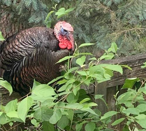 Supplied photo by Heather Westdal
                                A wild turkey in Wildwood Park.