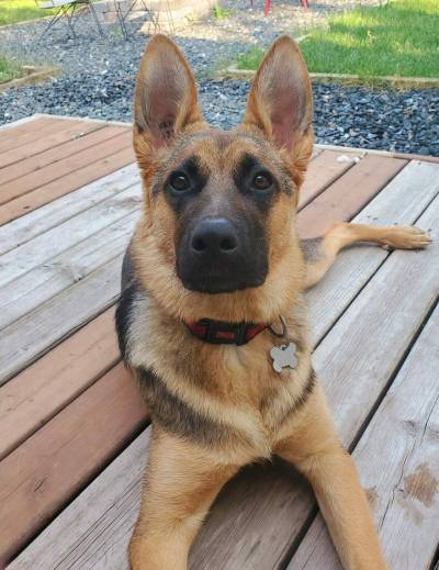 Supplied photo
                                This is Amaya, a spunky and active girl who loves playing tug a war and catch.