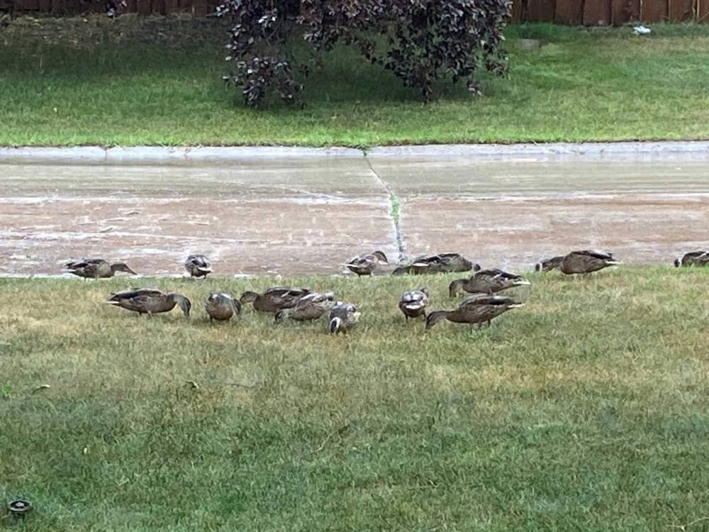 Supplied photo
While community correspondent Leslie Pitchford recovered from spinal surgery, she often watched a family of ducks in the pond by her home