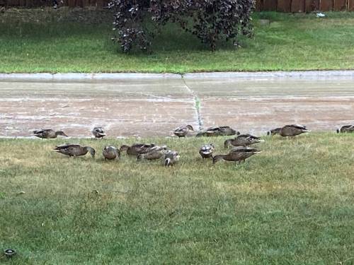 Supplied photo
                                While community correspondent Leslie Pitchford recovered from spinal surgery, she often watched a family of ducks in the pond by her home