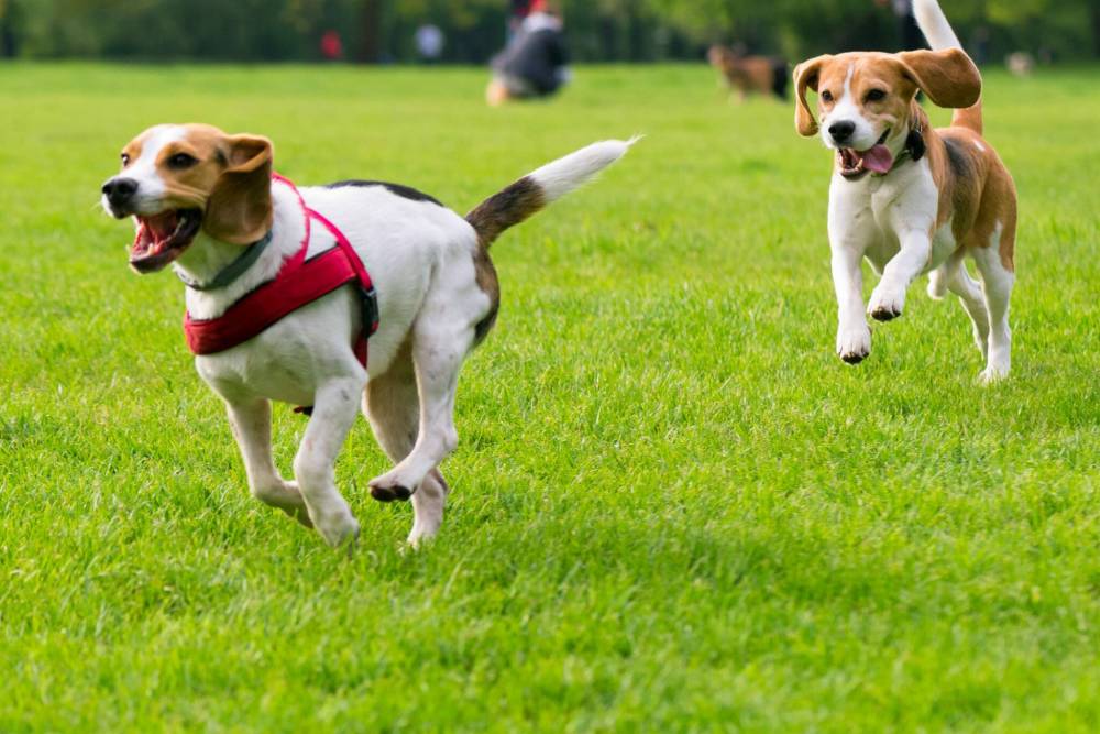 File photo
Cleaning up the diet and using natural supplements can end up being cheaper than prescription diets and drugs, and can give pets longer, happier, pain free golden years.