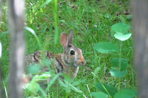 Supplied photo
                                A rabbit that can outrun a fox may produce fast offspring but they are not “inherently superior” in other ways.