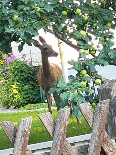 Photo by Dana Mohr
                                Community correspondent Dana Mohr sees plenty of apples going to waste on her daily walks around Wildwood.