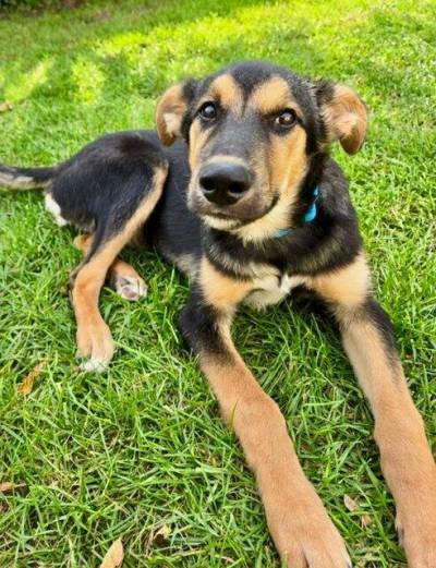 Supplied photo
                                Titus is a shy and gentle boy who loves quiet spaces, soft beds, and the company of patient humans.