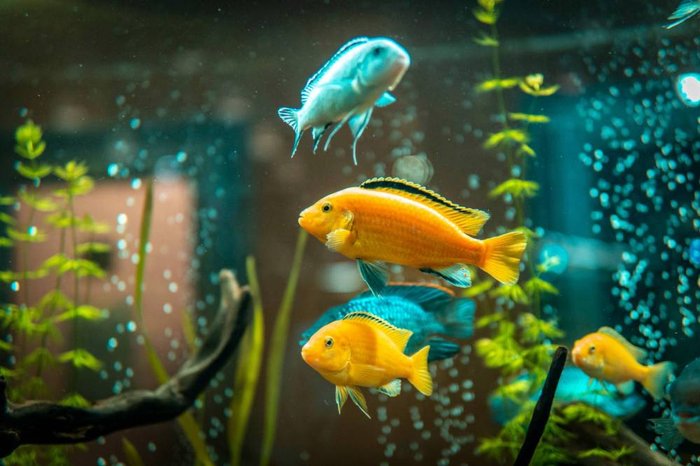 Adobe Stock
                                A passion for pet fish ultimately led columnist Jeff McFarlane to building a career in the pet industry.