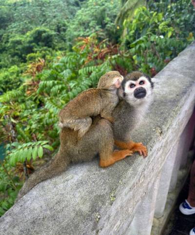 Photo by Tracy Groenewegen
                                There are ways to incorporate animals into travel that prioritize animal welfare over economics.