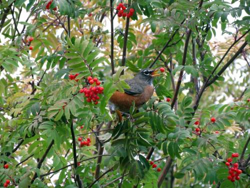 Supplied photo
                                Birds that eat fermenting mountain ash berries in spring may get a little tipsy.
