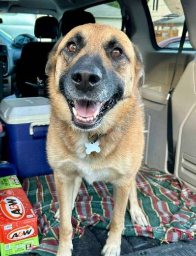 Supplied photo
                                Portia would love to be part of your family