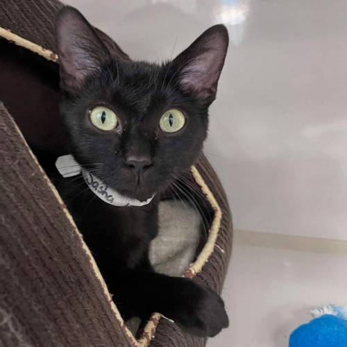 Supplied photo
                                This is sassy little Sasha.