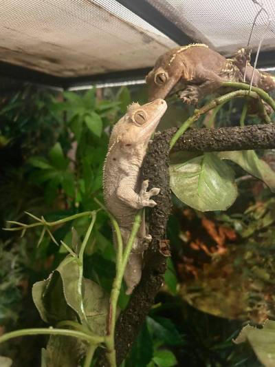 Supplied photo
                                Crested geckos are playful, interactive pets and very easy to care for.