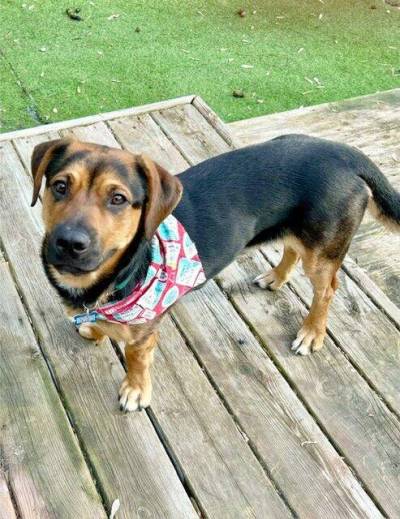 Supplied photo
                                Slinky arrived at Manitoba Mutts with a to-do list, and he&rsquo;s been checking items off regularly.