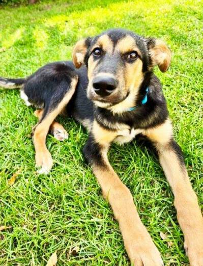 Supplied photo
                                This is Titus. Can you give him a home?