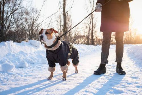 Adobe Stock photo
                                While some breeds actually enjoy winter weather, many dogs need winter coats, boots and, yes, even hats before they will walk in cold temperatures.