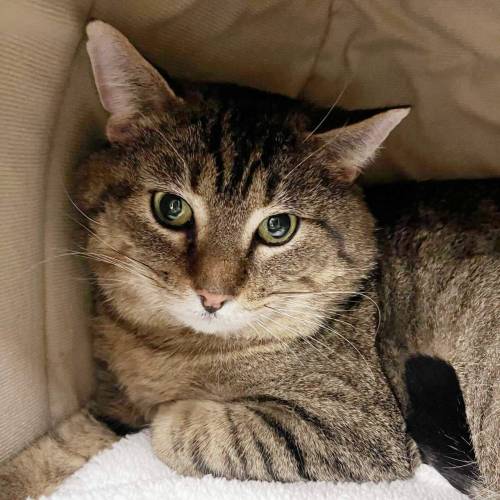 Supplied photo
                                Houdini mostly hid when he was at the shelter, but he has come out of his shell at his foster home.