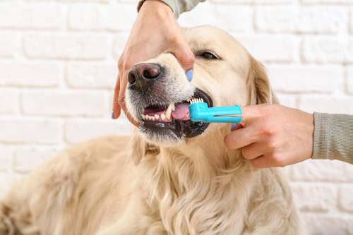 Adobe Stock photo
                                Most pets don&rsquo;t enjoy having their teeth brushed. Many won&rsquo;t even allow it, but there are other ways to ensure they maintain good dental health.