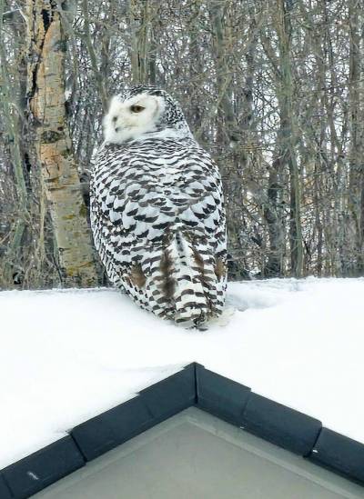 Supplied photo
                                A young snowy owl was an unexpected but welcome visitor for Melanie Glenwright and her son.