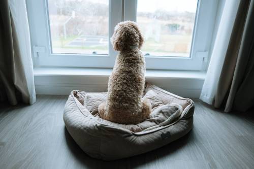Adobe Stock photo
                                Many people make decisions on pets based only on looks and size but making sure a pet and guardian will have a harmonious relationship is most important.