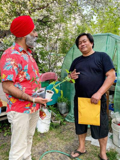 Supplied photo
                                Burrows MLA Diljeet Brar visits constituent Sonny Cortez at his garden.
