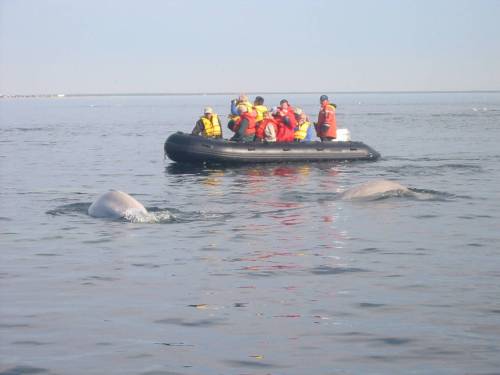 Free Press file photo
                                The marine ecosystem of Hudson Bay has long sustained the way of life for people in what is now northern Manitoba, which is why it must be protected.