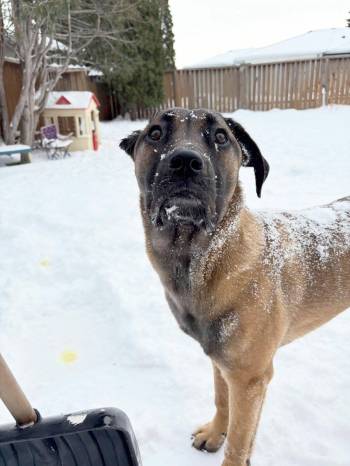 Supplied photo
                                Bee is a playful, loving dog.