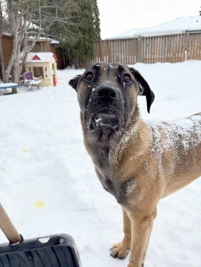 Supplied photo
                                Bee is a playful, loving dog.