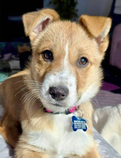 Supplied photo
                                Meet Banjo!