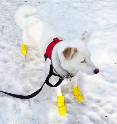 Photo by Dana Mohr
                                Even dogs dislike the slushy, mucky months of March and April