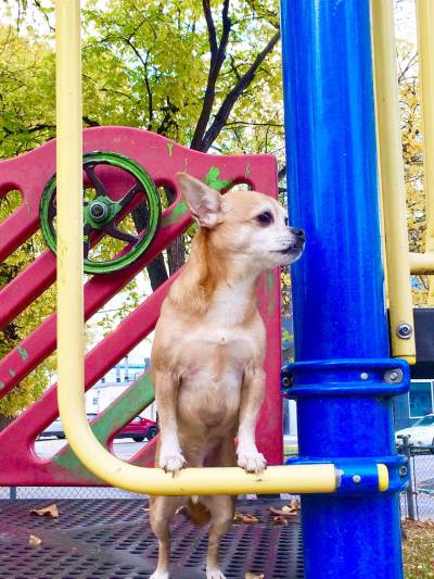 Photo by Candice G. Ball
                                Pedro loved to explore the neighbourhoods of Lord Roberts.