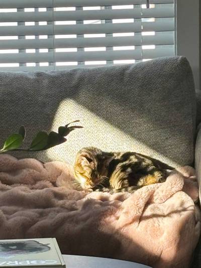 Supplied photo
                                Streaky Bell, a lively Bengal cat, was a companion to his owners for 20 years.