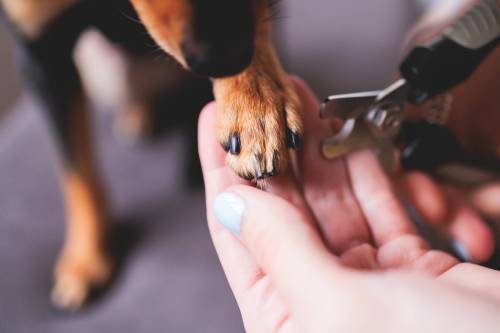 Adobe Stock photo
                                Trimming the nails and claws of your pets is a necessary habit made easier with the proper tools and training (for the pet, that is).