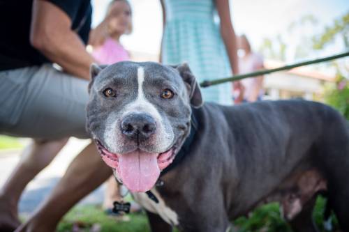 Adobe Stock photo
                                Because Winnipeg responsible pet ownership bylaw includes provisions for dangerous dogs, the city does not need its breed-specific dog ban, pet columnist Jeff McFarlane argues.