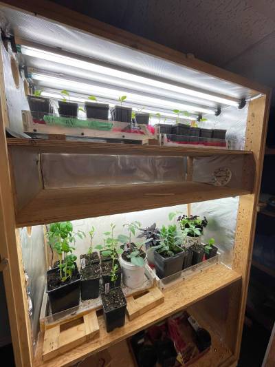 Photo by Dan Sylvestre
                                Community correspondent Dan Sylvestre has gotten into gardening over the past five years. Here are some plants he started indoors earlier this season.