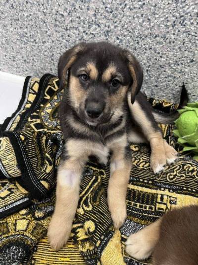 Supplied photo
                                Papaya is a three-month large cross breed who is as sweet as can be.
