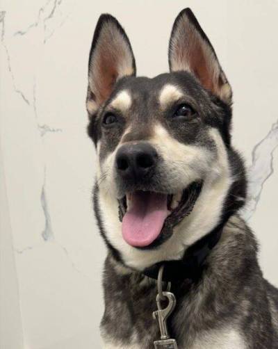 Supplied photo
                                I&rsquo;m Whistler, an easy-going girl who loves everything.