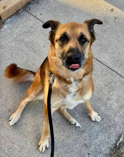 Supplied photo
                                Portia is a mature, big-hearted gal who would be just right for a single person or a couple without other pets or kids.