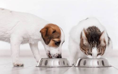 File photo
                                Pets columnist Jeff McFarlane is glad to see more pet owners question the contention that pet food is little brown pebbles.