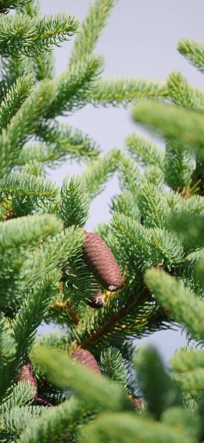 Supplied photo
                                Community correspondent Debbie Ristimaki captured this image of a &lsquo;red pine cone&rsquo; high atop a beautiful tree on McGillivray Boulevard earlier this spring.