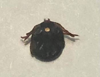 File photo
                                Summer has arrived, and ticks with it. There are both chemical and natural products for effective pest control.