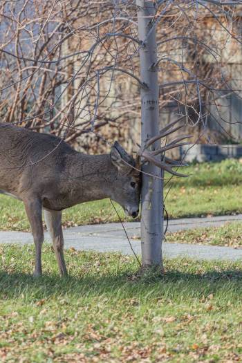 Photo by Nicholas Peters
                                During the fall rut or mating season, male deer use young trees to remove the velvet from their antlers in part to prepare to use them to fight other male deer.