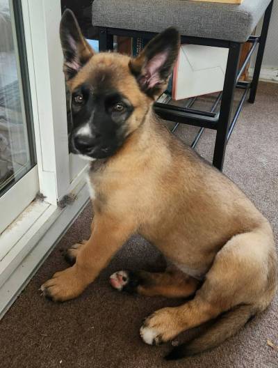 Supplied photo
                                Maddie is a three-month-old shepherd cross who is full of confidence and love.