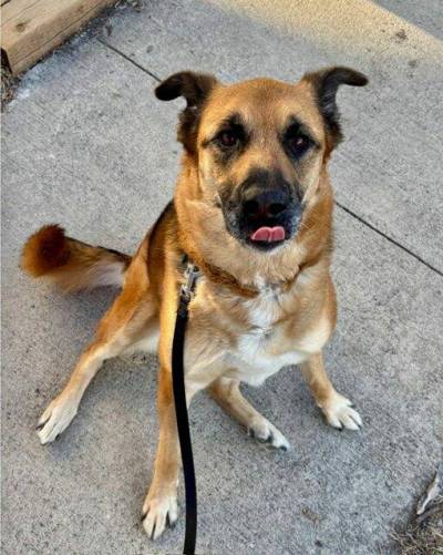 Supplied photo
                                Portia could be the perfect match for a single person or a couple without other pets or kids.