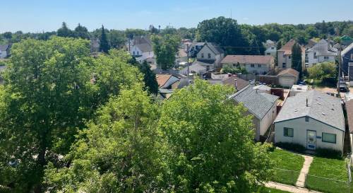 Preserving Elmwood’s trees