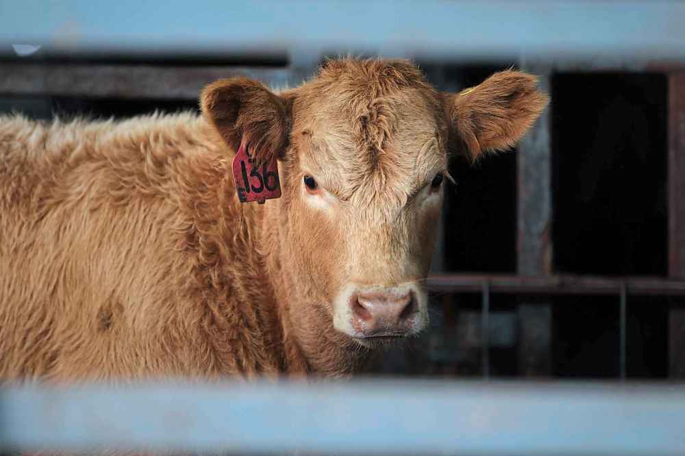 Biz: Calves are auctioned off at Winnipeg Livestock Sales, just north of the perimeter Friday. Story: Higher price of cattle and how that’s affecting Canadian/Manitoba producers and price of beef in stores. Story by Randy Turner Oct 17, 2014 Ruth Bonneville / Winnipeg Free Press