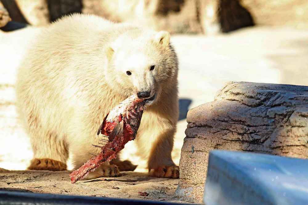 Ruth Bonneville / Winnipeg Free Press files
Blizzard in 2014, shorty after his arrival to Winnipeg.