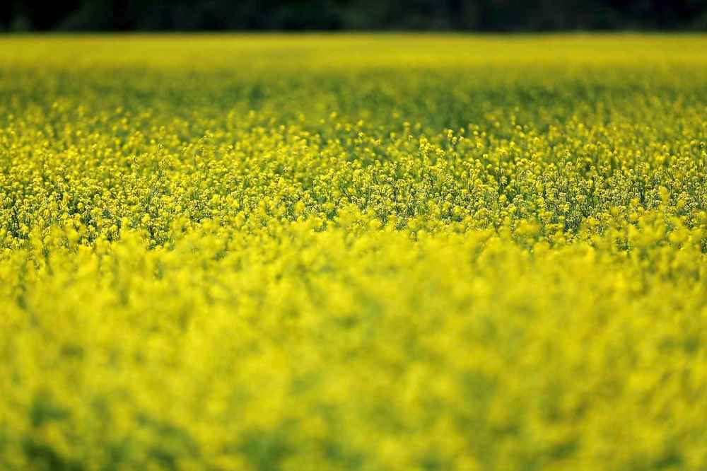 TREVOR HAGAN/WINNIPEG FREE PRESS
Statstics Canada projects Manitoba will produce 3.4 million tonnes of canola this season.