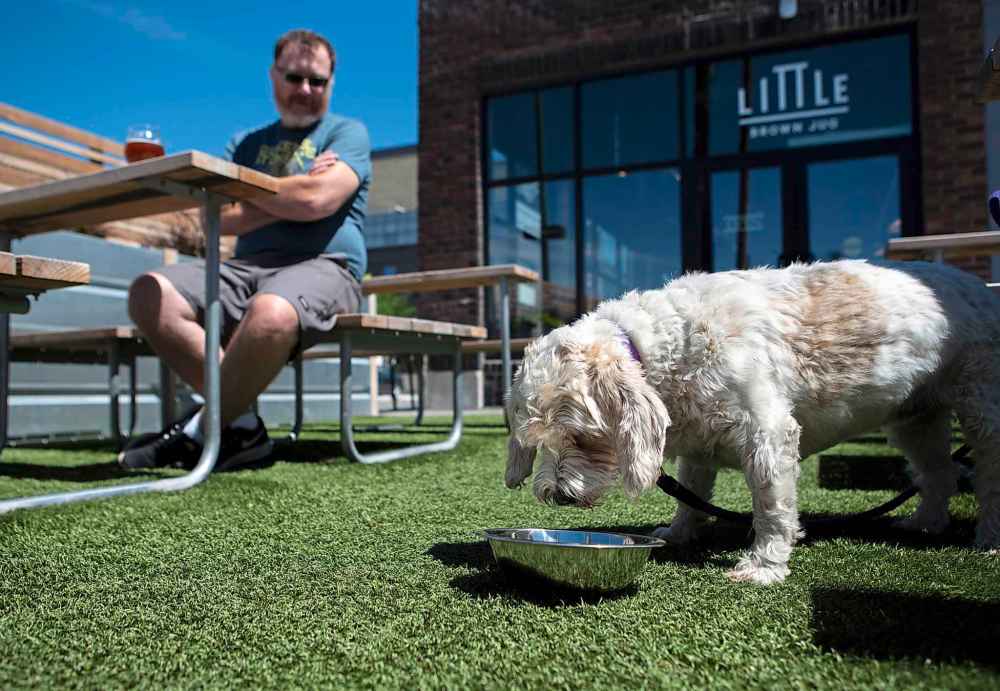 The Winnipeg Free Press
Little Brown Jug owner Kevin Scelch's dog, Penny, on the patio of the establishment. (Andrew Ryan / Winnipeg Free Press)