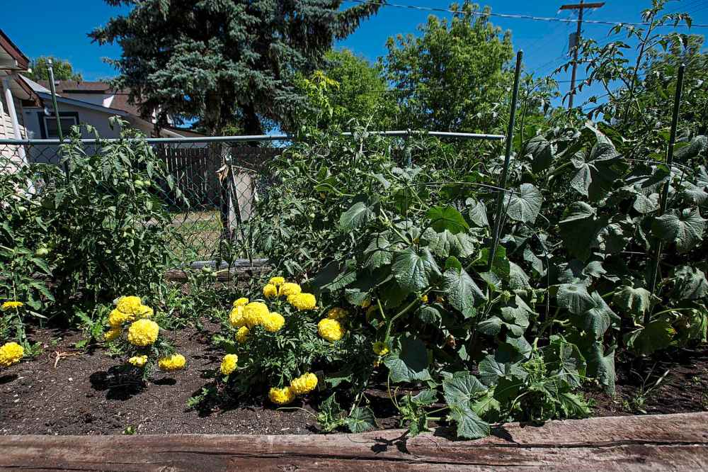 South St. Boniface residents didn't receive results of soil samples taken in the area for months. (Mike Deal / Winnipeg Free Press Files)