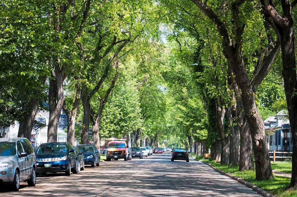 MIKAELA MACKENZIE / WINNIPEG FREE PRESS
The elm canopy where aphids drip honeydew on Morley Avenue in Winnipeg.