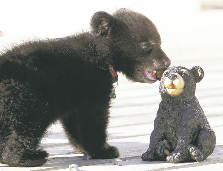 MIKE DEAL / WINNIPEG FREE PRESS
Rene Dubois of St. Malo found this baby bear in a ditch last month. Conservation officers took him to the Assiniboine Park Zoo. There's been intense interest in his future.